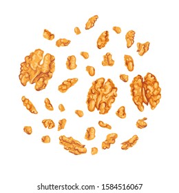 Vector colorful illustration of walnut kernel isolated on white background