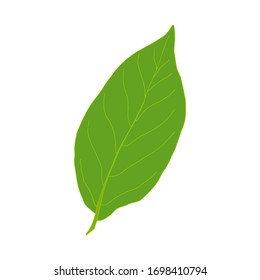 Vector colorful illustration of walnut leaf isolated on white background
