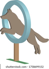 Vector colorful isometric icon of brown dog jumping through tire for agility training, isolated on white background
