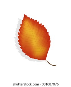 Vector colorful leaf icon. Isolation over white background.