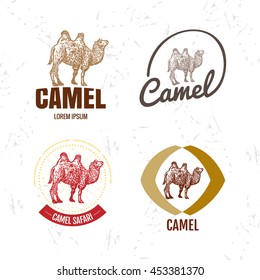 Vector colorful logo set with desert camel. The camel as main element of logotypes on white background.