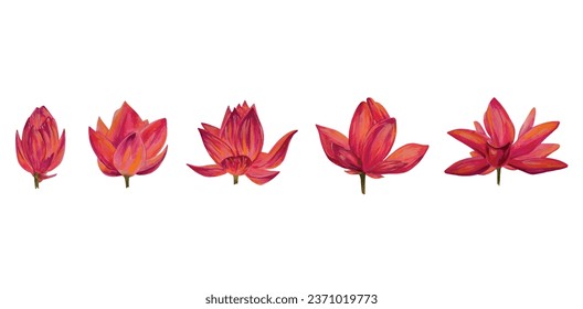 Vector colorful lotus flowers set, wallpaper, background, postcard. Luxurious.