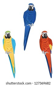 Vector: Colorful Macaws vector
