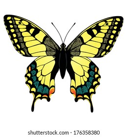 Vector colorful machaon swallowtail butterfly illustration isolated on white background. Template for your design and decoration