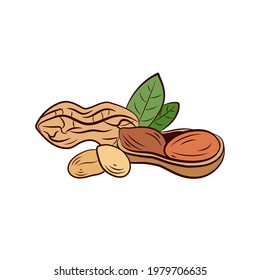 Vector colorful Nuts illustration, Peanut with leaves isolated on white background, hand drawn illustration.