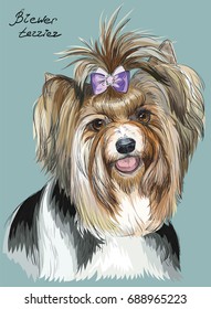 Vector colorful outline portrait of Biewer terrier, hand drawing Illustration on turquoise background