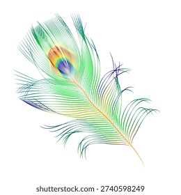 vector colorful peacock feather isolated on white background