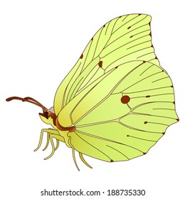 Vector colorful realistic butterfly isolated on white.