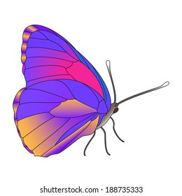 Vector colorful realistic butterfly isolated on white.