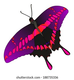 Vector colorful realistic butterfly isolated on white.