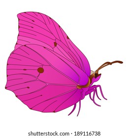 Vector colorful realistic butterfly isolated on white.