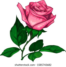 Vector colorful rose artistic realistic style with contour isolated on white background