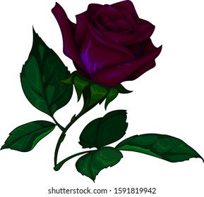 Vector colorful rose artistic realistic style with contour isolated on white background