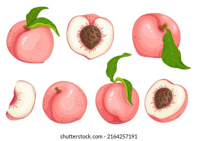 Vector colorful set of ripe peaches, nectarines. Pieces of summer fruits on a white background.