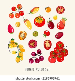 Vector colorful set of tomato isolated on white background. Different varieties of tomato - red, black and yellow, orange cartoon vegetables used for poster, website, brochure. Autumn harvest