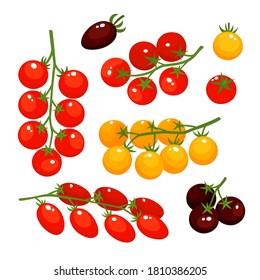 Vector colorful set of tomatoes cherry isolated on white. Different varieties of tomato - red, black and yellow cartoon vegetables used for poster, website, brochure, tag