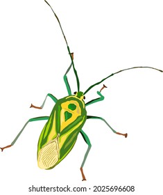 Vector of a colorful shield bug