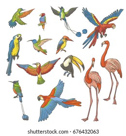 Vector colorful textured sketch set drawn by hand on a white background. Collection of bright exotic tropical birds. Isolated outline illustration a variety of flamingos, parrots and hummingbirds.