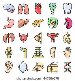 Vector colorful  thin simply line icons set with human anatomy and organs. The sensory organs, urinary and reproductive system, internal organs and osteochondral unit