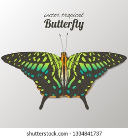 Vector colorful tropical butterflies. Hand drawn watercolor illustration. Isolated.