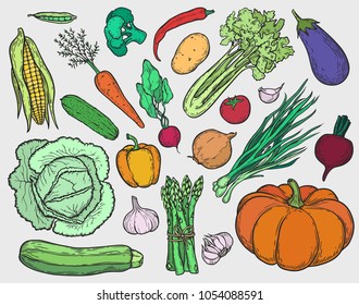 Vector colorful vegetables hand drawn engraving  set. Kitchen ingredients. Food isolated on white