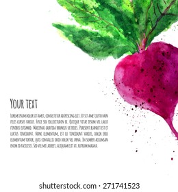 Vector colorful watercolor beetroot vegetable. EPS10.