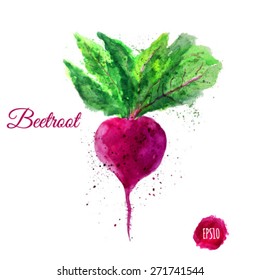 Vector Colorful Watercolor Beetroot Vegetable. EPS10.