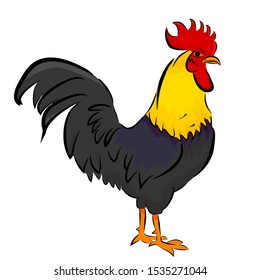 Vector colorfule Sketchy of Rooster, isolated on white
