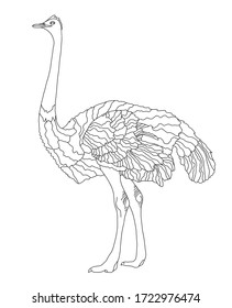 Vector coloring book for children and adults with an African ostrich. A wingless flightless bird with beautiful plumage.The study of animals, line art, realistic ostrich on a white background isolated