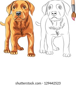 Vector Coloring Book for Children of funny serious Puppy dog Labrador Retriever breed