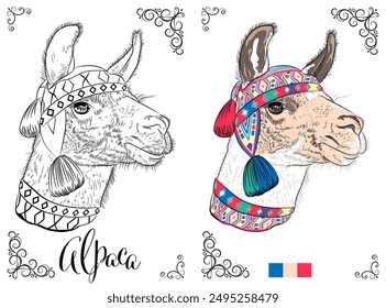 Vector para colorear página de libro de una alpaca con un colorido sombrero tradicional, listo para colorear