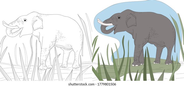 Vector coloring of the book pages. Animals in nature. Big adult elephant in the grass. Linear sketch and gray colored drawing.
