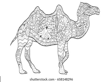 Vector coloring camel for adults illustration. Anti-stress coloring for adult animal. Zentangle style. Black and white lines. Lace pattern