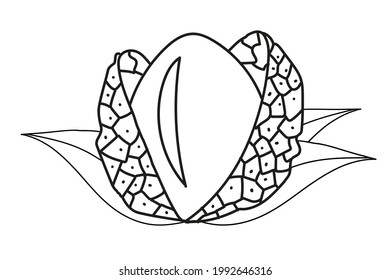 Vector coloring illustration with lychee in leaves in line art style. Hand drawn icon and symbol for print, coloring, on baby clothes, sticker, textile design.