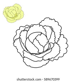Vector. Coloring page for children. Cabbage.
