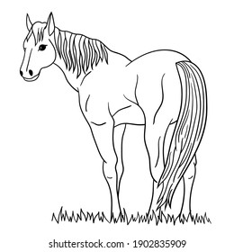 Vector coloring page with a cute beautiful horse standing in the grass