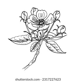 Vektorfarbseite mit Blume, Linien-Kunst