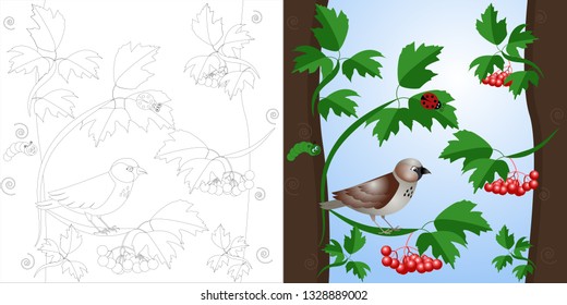 vector coloring page Sparrow on a tree with berries Viburnum