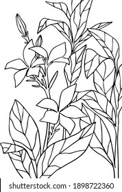 vector coloring page. tropical forest. outline leaves