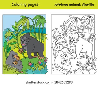 Páginas de coloreo de vectores con una linda familia de gorilas en el área africana. Dibujo aislado de colores. Colores e imágenes de color de gorila. Para libros de colorido, diseño, educación preescolar, impresión, juego