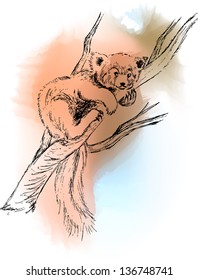 Vector colors illustration of red panda