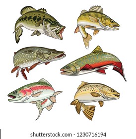 Vector colour illustration of 6 sport fishing fish