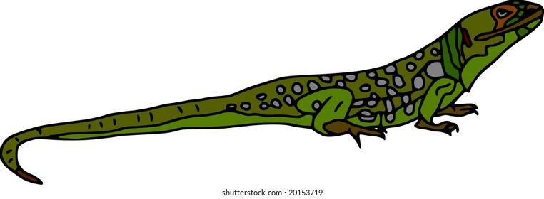 vector - colour lizard  isolated on white background