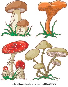 Vector colour set of different mushrooms