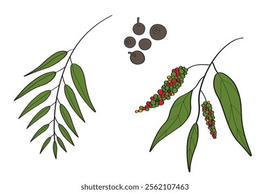 Vector coloured illustration of allspice on isolated background. Hand drawn sketch of pepper spice with branch, leaves and fruits of tropical tree Pimento officinalis. Food ingredient, health, aroma