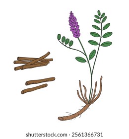 Vector coloured illustration of Licorice herbaceous plant and dry roots. Hand drawn botanical illustration of medical aromatic sticks and a branch Glycyrrhiza echinata. Design element for logo, sign