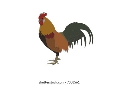 vector - coloured rooster