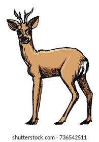 vector, coloured, sketch, hand drawn image of roe deer