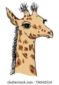 vector, coloured, sketch, hand drawn image of giraffe cub