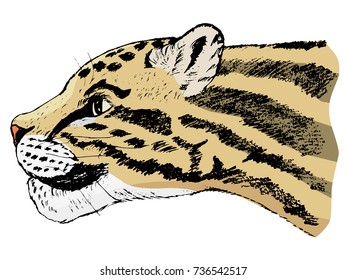 vector, coloured, sketch, hand drawn image of clouded leopard